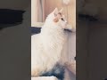 cat 可愛い メインクーン 猫のいる暮らし ねこ 三毛猫 癒しの猫