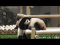 お母さん！ミルクちょうだい！～giant panda ‘’saihin’’ which wants to drink milk～