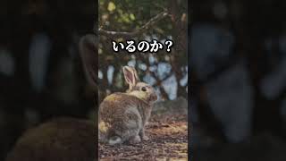 広島県大久野に大量のうさぎがいる理由がやばすぎた… #都市伝説 #やりすぎ都市伝説 #歴史 #怖い話 #大久野島 #広島県