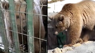 Ukrainian Circus Bear Evacuated to Romania