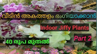 വീടിൻ അകത്തളം ഭംഗിയാക്കാൻ Indoor Plants 40 രൂപ മുതൽ Part 2#Bloom Tales Garden#7356246641#