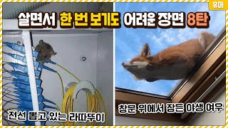 살면서 한 번 보기도 어려운 신기한 장면들 8탄