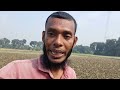 ভুট্টা চাষ করে সর্বনাশ বিপাকে কৃষক। popcorn cultivation agriculture banorupa bangla