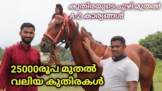 25000രൂപമുതൽ വലിയ റൈഡ് ചെയ്യാവുന്ന കുതിര|alldetails |TUFF HORSE RIDING CLUB  PALAKKAD|kuthira farm