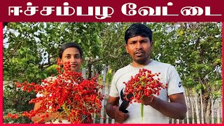 ஈச்சம்பழ வேட்டை/echchampalam