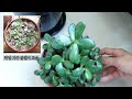 삽목 번식이 너무 쉬운 염좌 돈나무 화월 키우기_growing crassula that are too easy to reproduce by cuttage