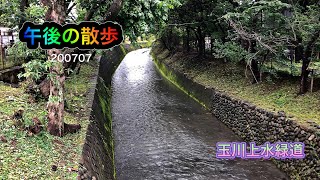 🚶‍♀️午後の散歩ー「玉川上水緑道」