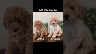 Mini Poodles https://www.homemadepuppies.com/breeds/mini-poodle #minipoodle #puppies #puppy #poodle