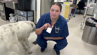 Penn Foster Skill 24: Microchip Scanning