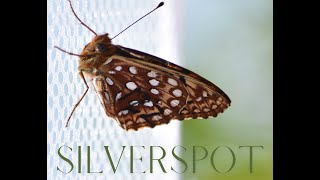 The Oregon Silverspot Butterfly: the Flight to Recovery