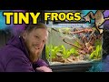 Setting up an EPIC aquarium for African dwarf frogs!