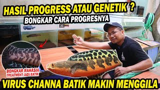 PROGRESS CHANNA BATIK!? BONGKAR TREATMEN CHANNA BATIK