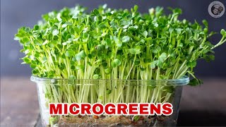 Top 3 MICROGREENS You Must Grow| MICROGREENS From Indian Kitchen | Meenu’s Menu #Shorts
