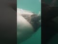 great white shark won t let go of the bait