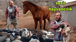 MUASEBECİ LİGİ BIRAKIP Hayvancılığa Başlayan Serkan Üretmez Sek Olmaz Diyor