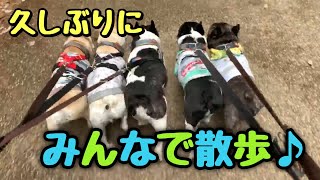 【圧巻】5兄弟そろって行進だ～♪