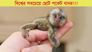 বিশ্বের সবচেয়ে ছোট বানর, যা আপনার আঙ্গুলের সমান | Pygmy marmoset, world’s smallest monkey