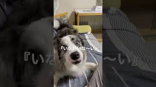 いないいないばあっ！犬にやるとこうなる。【サスケ】