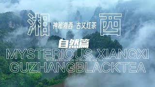 正山堂古丈红·湖南湘西 | Guzhang black tea from Xiangxi, Hunan, with a natural and mysterious taste