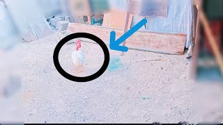 دجاجه فقست 🐔🐔😱😱😱😱