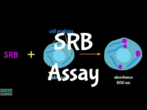 Sulforhodamine B Assay | SRB Assay | - YouTube