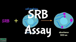 Sulforhodamine B Assay | SRB Assay |