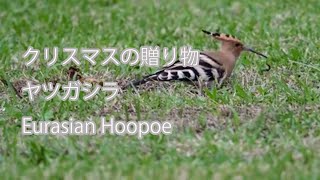 【クリスマスの贈り物】ヤツガシラ Eurasian Hoopoe