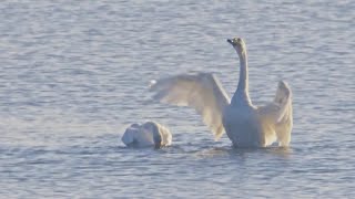 南下中のハクチョウ、黄河湿地に飛来　内モンゴル自治区