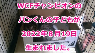 【子猫ライブ1】2022年8月19日 サイベリアンのWCFチャンピオンのパンくんの子どもが生まれました！　Cute Siberian kittens were born! 24-hour Live.