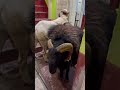 Bakri Eid sheep 2022