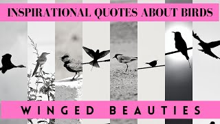 inspirational birds quotes | winged beauties