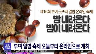 부여 알밤 축제 내일부터 온라인으로 개최/대전MBC