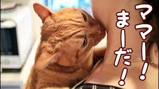 ネコがなめてくるよー　保護猫育て第298話