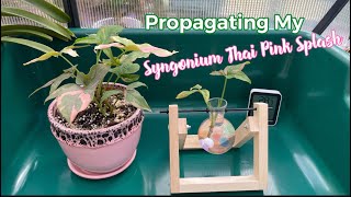 Propagating My Syngonium Thai Pink Splash | Rare Houseplant