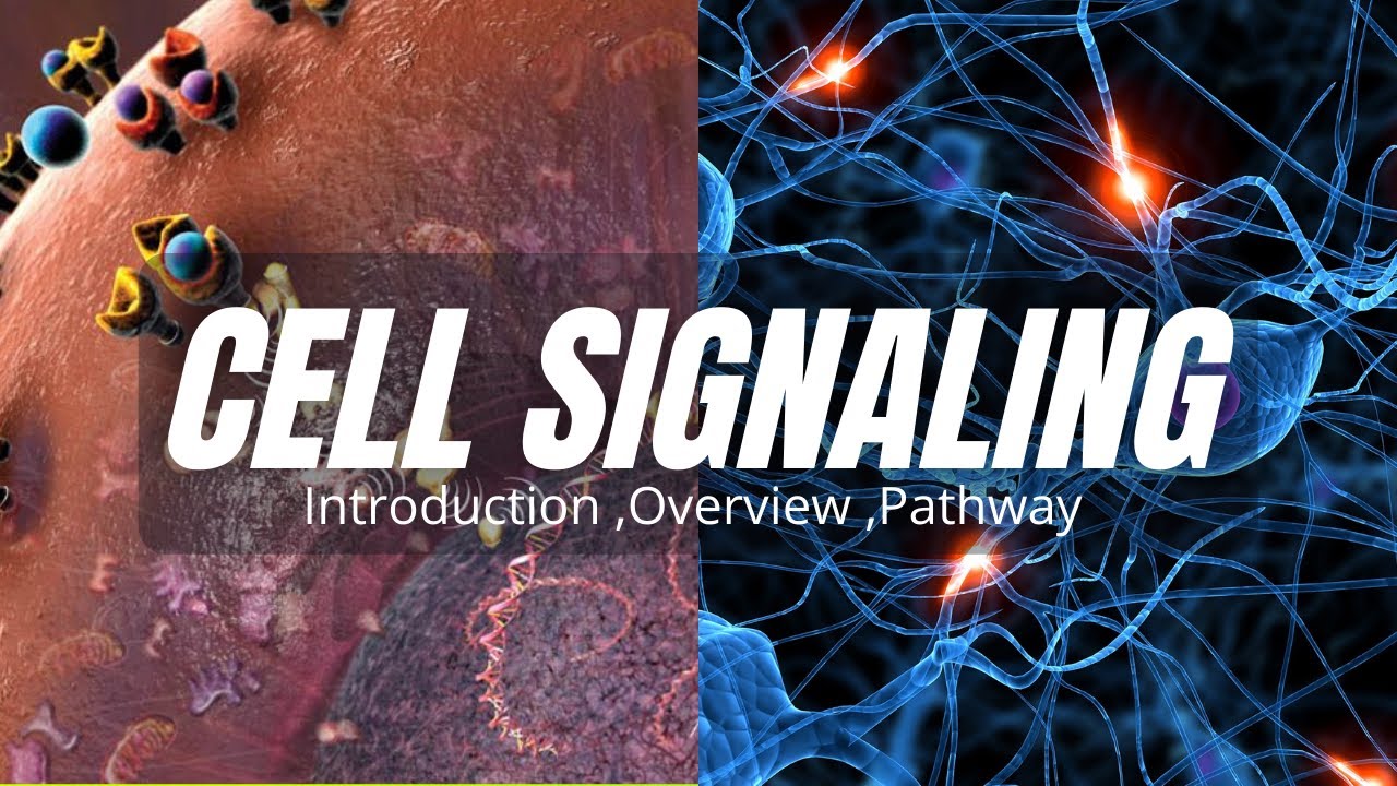 Introduction & Overview Of Cell Signaling |Type, Pathway, Animation ...