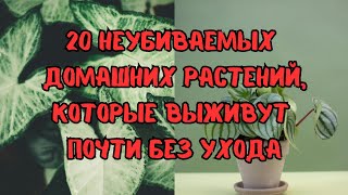 ТОП-20 ЖИВУЧИХ РАСТЕНИЙ