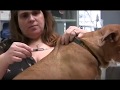 Union Veterinary Clinic - Giving your pet subcutaneous injections