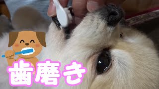 It's time to brush my Pomeranian teeth