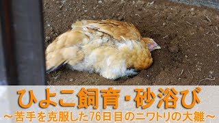 ひよこ飼育52・砂浴び～苦手を克服した76日目のニワトリの大雛～