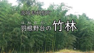 【利根町】散策 羽根野台の竹林【茨城県】