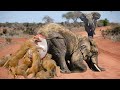 Bloodthirsty Lions Surround And Attack Elephant Giving Birth - Can The Baby Elephants Escape Death?