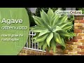 Agave attenuata - Century Plant