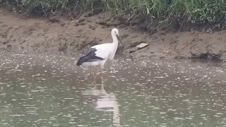 1050504基隆河南港段水域東方白鸛與蒼鷺