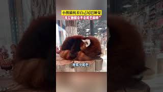 社会百态 | 小熊猫枕着自己尾巴睡觉，“等它睡醒会不会尾巴麻呀”？