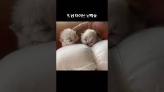 이렇게 작은 고양이 본 적 있어? 심장주의💖 Have you ever seen a kitten this tiny? Heart-melting alert! 💖