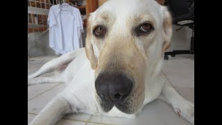 【初めて見た。（ゴメン）　白い犬】ラブラドールレトリバーと家族のリアルな暮らし。　＃Labrador Retriever Lifestyle 　2022年8月15日