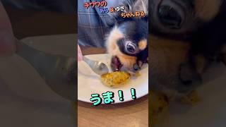 【チワワ】あらし！ドッグカフェでワンちゃん用のハンバーグを食べる！完食できるかな～♬　#shorts　#ショート