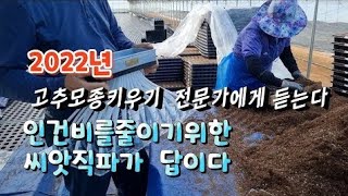 2022년 고추모종키우기 전문가에게듣는다(인건비절약을위한씨앗직파가답이다)