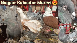 Nagpur Sunday Kabutar Market😍