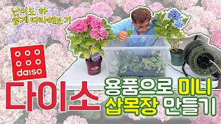 다이소용품으로 삽목장만들기(수국물삽목장, 대왕수국 가지치기 결과 있음)